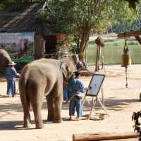 พามาดูช้างที่ ‘ศูนย์อนุรักษ์ช้างไทย’🐘🐘