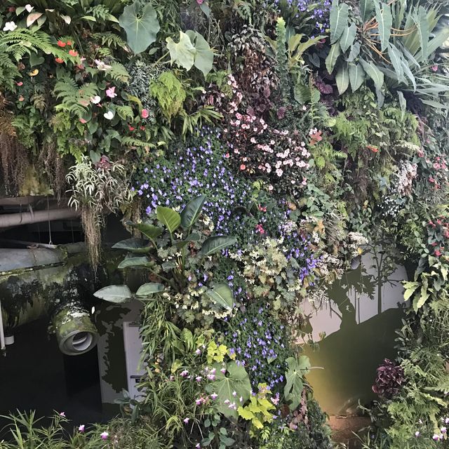 新加坡🇸🇬Marina Bay溫室🌸🌼花迷必去
