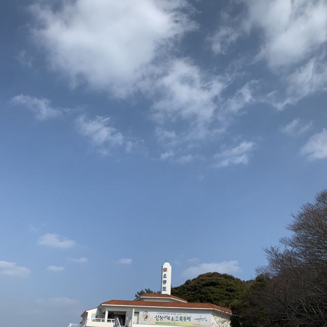 🌊🌺 여수 오동도에서 동백꽃+바다 가득가득 감상하기 🌺🌊