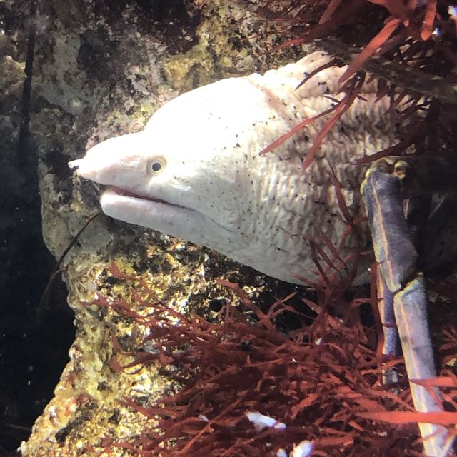【週末の旅】鳥羽水族館