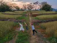 🌾 ทุ่งข้าวสาลี สีทอง ณ ศูนย์วิจัยข้าวสะเมิง 🌾