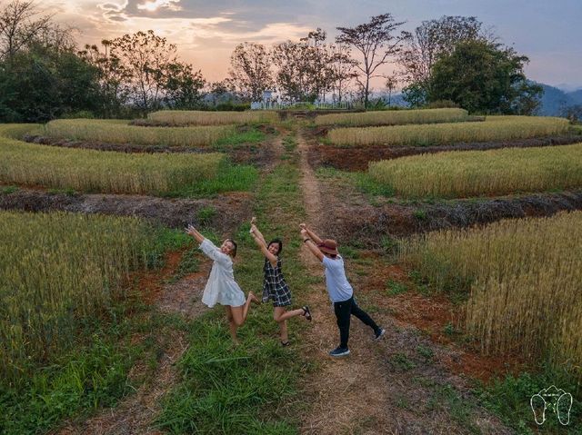 🌾 ทุ่งข้าวสาลี สีทอง ณ ศูนย์วิจัยข้าวสะเมิง 🌾