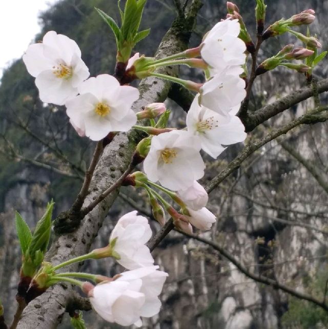 櫻花公園🌸🌸🌸
