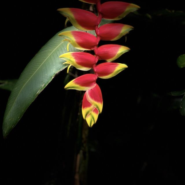 帕多瓦植物園，出名在最早