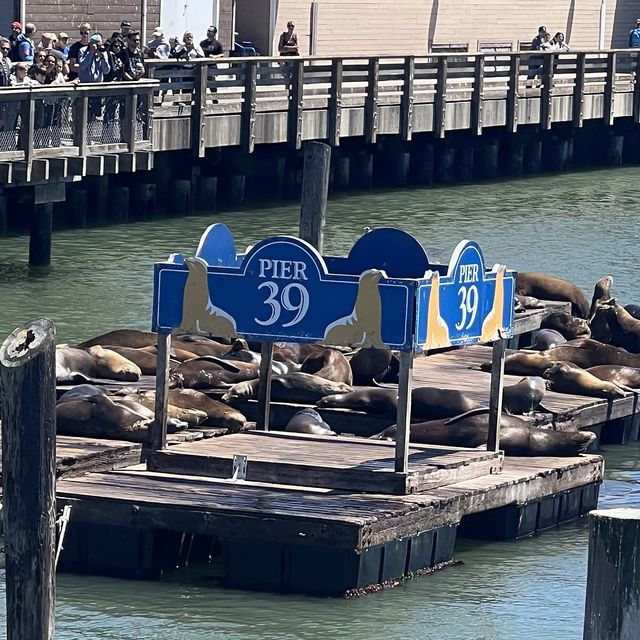 pier 39 sea lions 