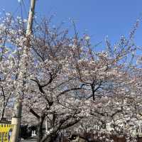 경남 벚꽃 명소, 진해 여좌천 로망스다리