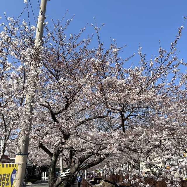 경남 벚꽃 명소, 진해 여좌천 로망스다리