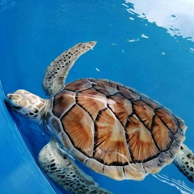 altTitle