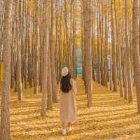 💛외국 자작나무숲의 한국버전 은행나무숲 [경주, 도리마을]