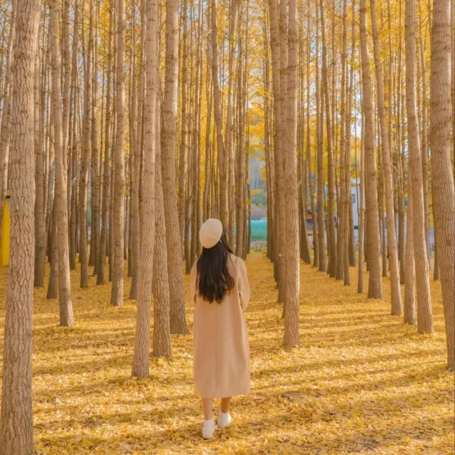 💛외국 자작나무숲의 한국버전 은행나무숲 [경주, 도리마을]