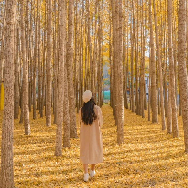 💛외국 자작나무숲의 한국버전 은행나무숲 [경주, 도리마을]