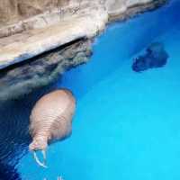 Ocean Park Hong Kong