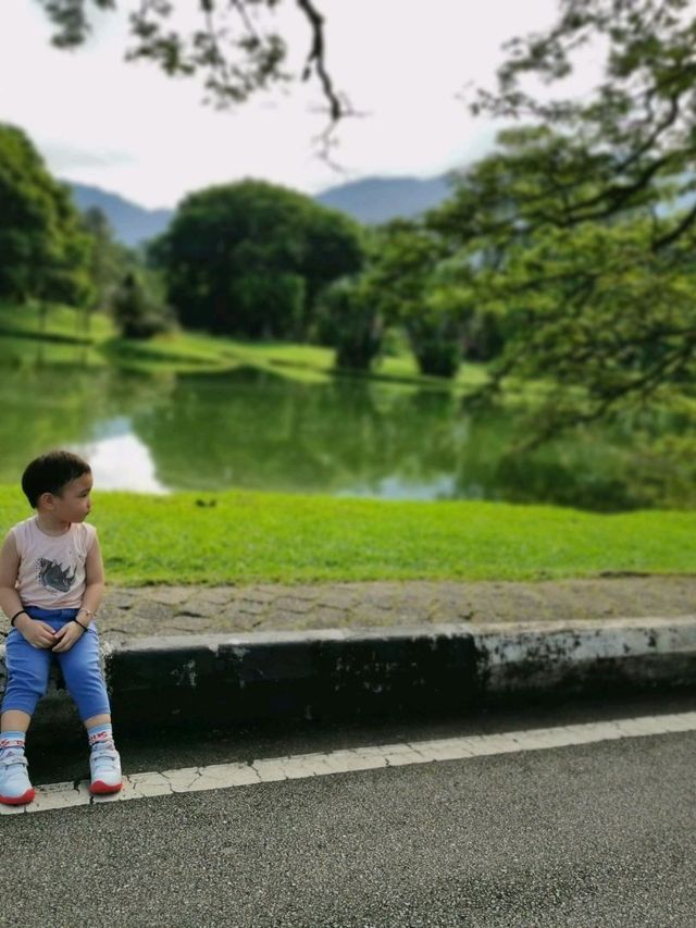 Taiping - so called Raintown with Rain Tree