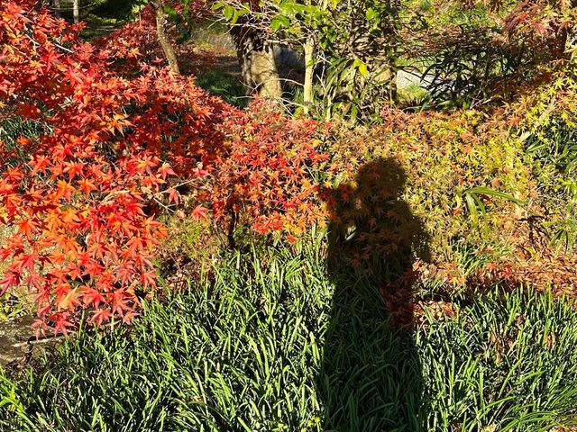 紅葉が綺麗
