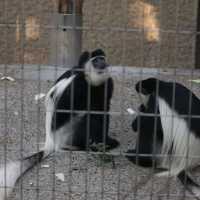 適合一家大細同朋友一齊去嘅動物園👍