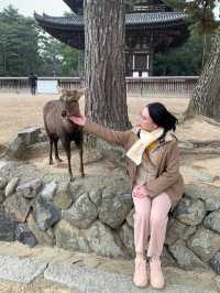 Free petting deer. 