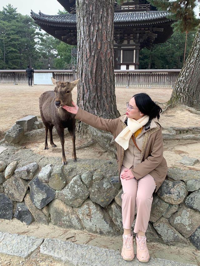 Free petting deer. 