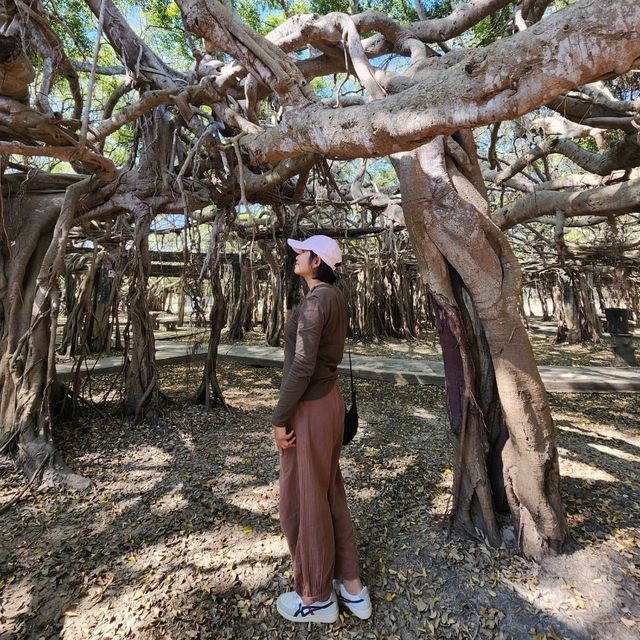 THE BIGGEST BANYAN TREE (THAILAND)