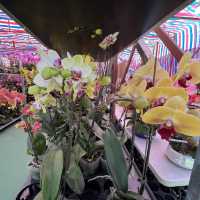 維多利亞公園行花市+欣賞「紅運𨬬頭」門牌
