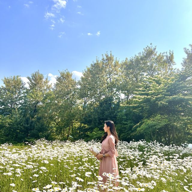 데이지 만발, 하남 소진담