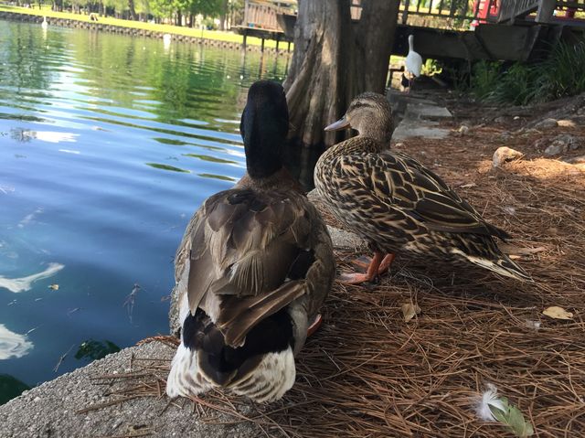 Walking and having fun at Lake Eola Park 