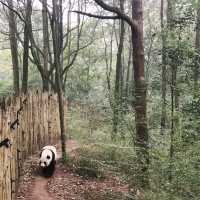 Research Base of Giant Cute Pandas 