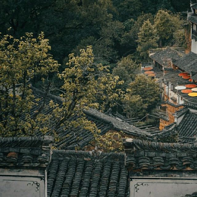 白墙黛瓦杏叶黄 柿外桃源烟火篁