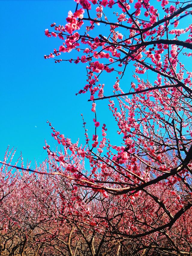 Spring spot in Hangzhou 