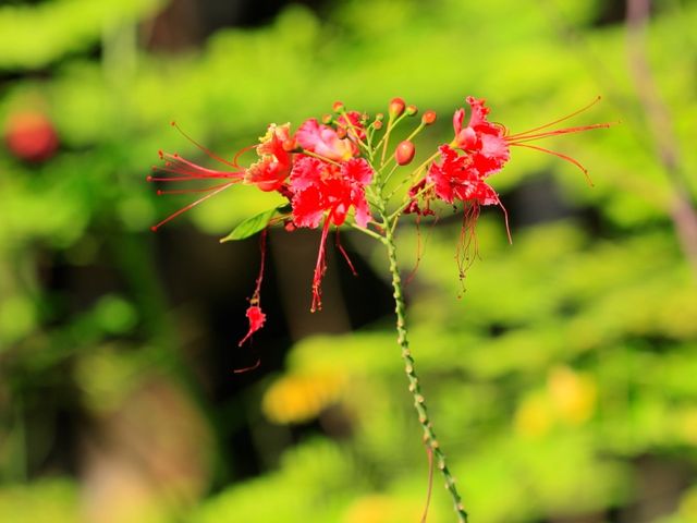 世界遺產新加坡植物園