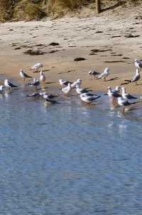 Mornington Peninsula, Melbourne