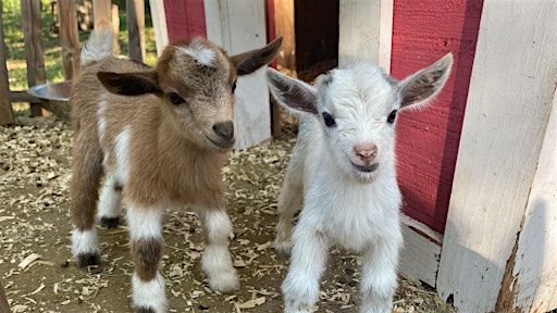 Goat Yoga Nashville- Marvelous May | Goat Yoga Nashville