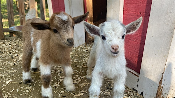 Goat Yoga Nashville- Marvelous May | Goat Yoga Nashville