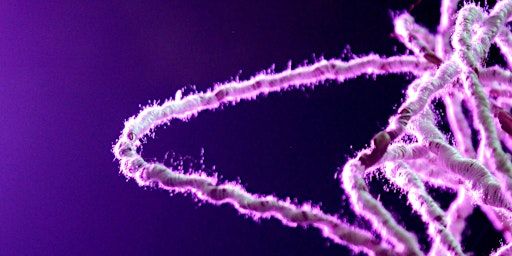 Premiere: Interspecies Installation in a Dark Chamber “Obscura Fähigkeit” | Theater Expedition Metropolis