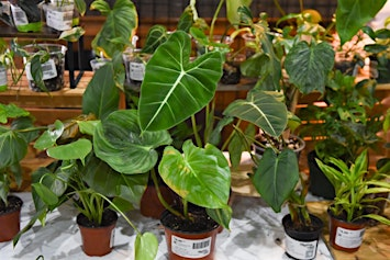 Indianapolis Plant Party | Liter House | Banquet Hall