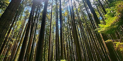 Co-Goaling: 2025 Q3 Kickoff – Free Your Time For Summer Flow | Pacific Spirit Regional Park