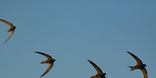 Birds and a Brew April - Nature Discovery Centre, Friday 17 April | Nature Discovery Centre