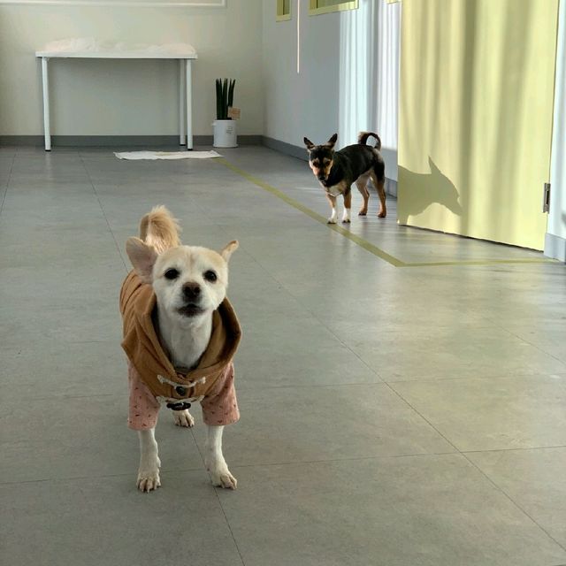 상남동 애견동반가능 브런치카페, 에프이 🐶