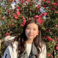 카멜리아힐] 동백꽃 🌺🤍