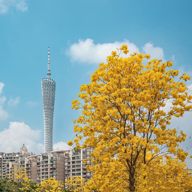 三月，在與鮮花爭春的廣州塔上吃喝玩樂