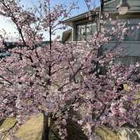 愛知県　清洲古城跡公園の桜
