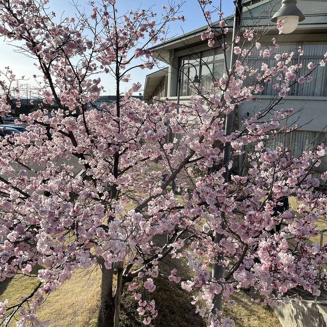 愛知県　清洲古城跡公園の桜