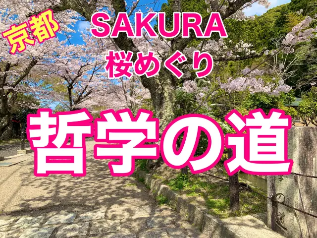 京都　SAKURA 桜めぐり❗️哲学の道の桜に感動❗️