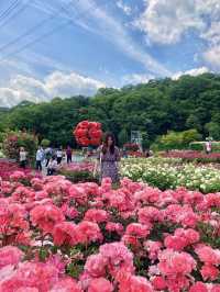울산대공원 장미축제
