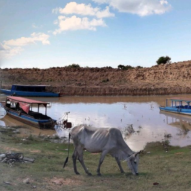 Home on stilts 