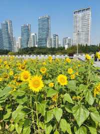 해바라기가 만개한 인천 송도센트럴파크🌻