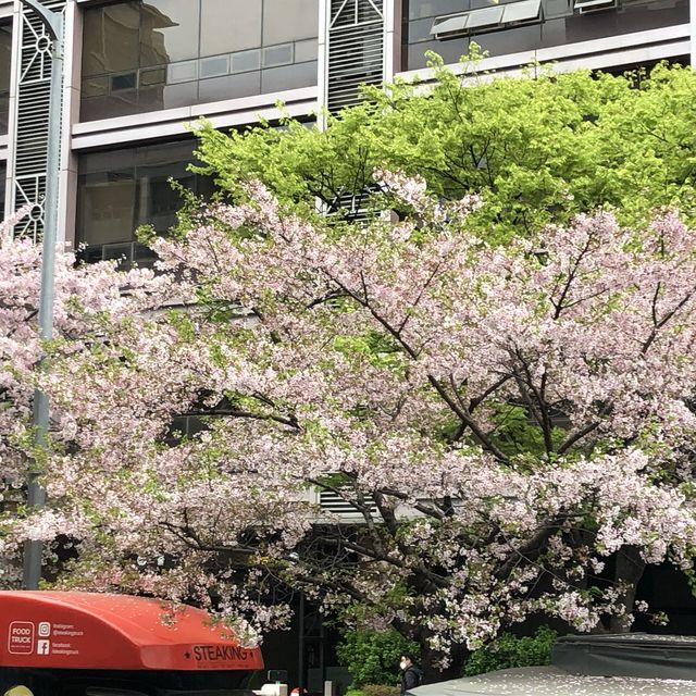 내년 봄, 벚꽃 스팟은 여기로 찜🌸<독산역, 안양천>