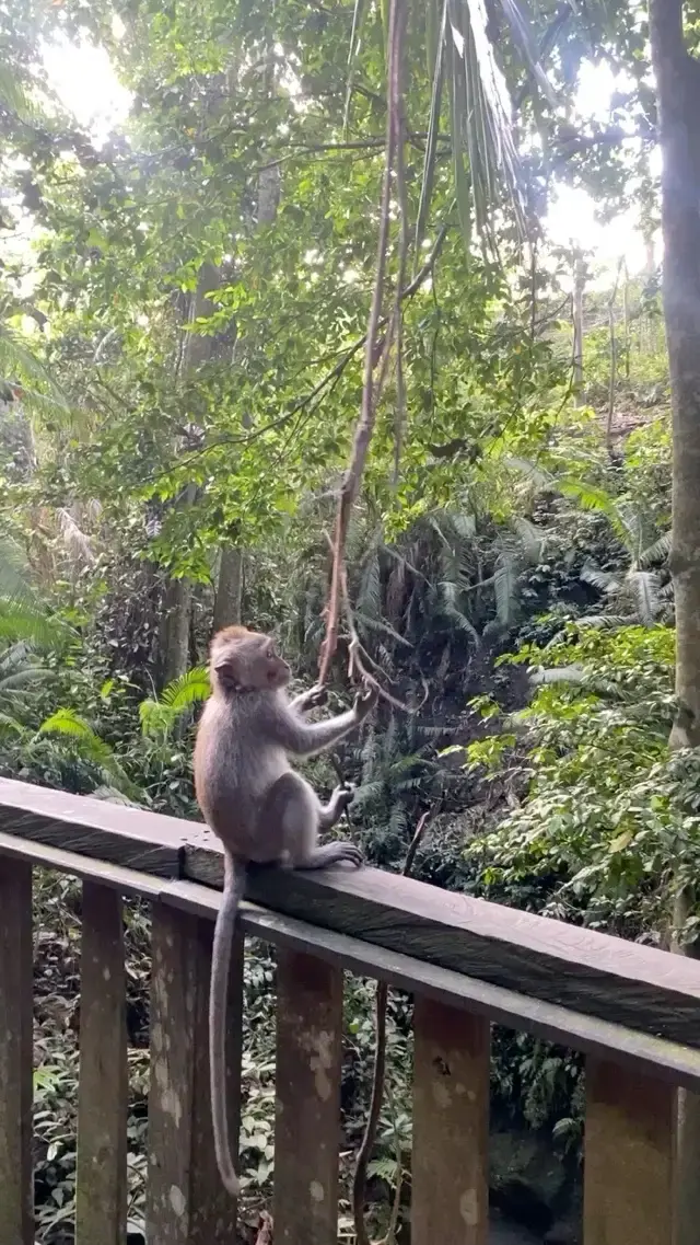 Chance to get up close and personal with 🐒