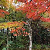 京都紅葉2022 宝筐院の素晴らしい紅葉