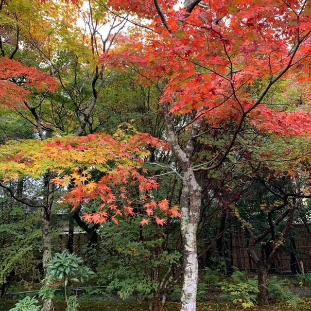 京都紅葉2022 宝筐院の素晴らしい紅葉