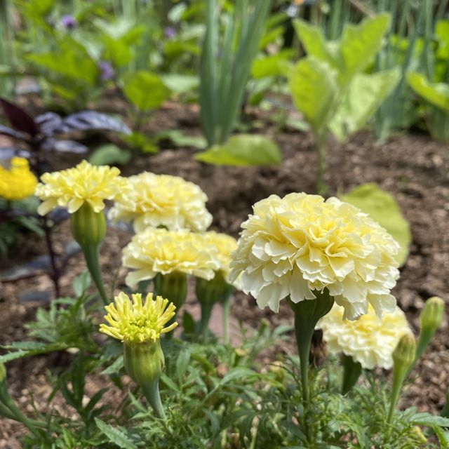 絶景ロープーウェイと色彩豊かなお花を楽しむ！【神戸布引ハーブ園】